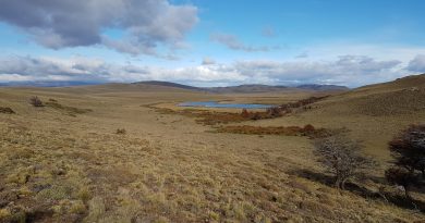 Familia Torres plantará árboles en la Patagonia para combatir el impacto del cambio climático Familia Torres plantará árboles en la Patagonia para combatir el impacto del cambio climático